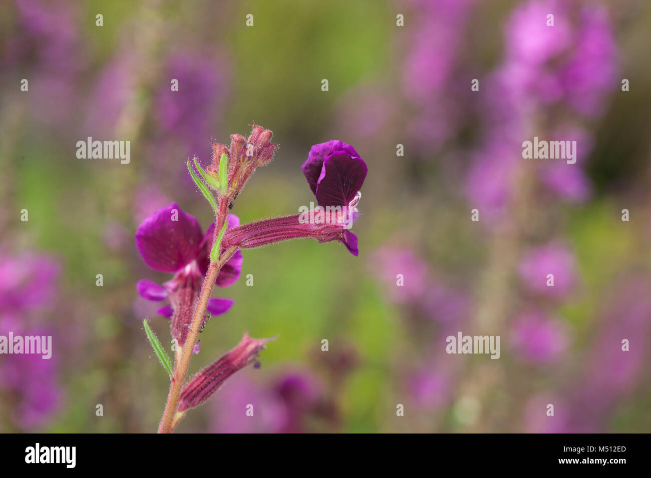 Blau, Waxweed Indianbloss (Cuphea viscosissima) Stockfoto