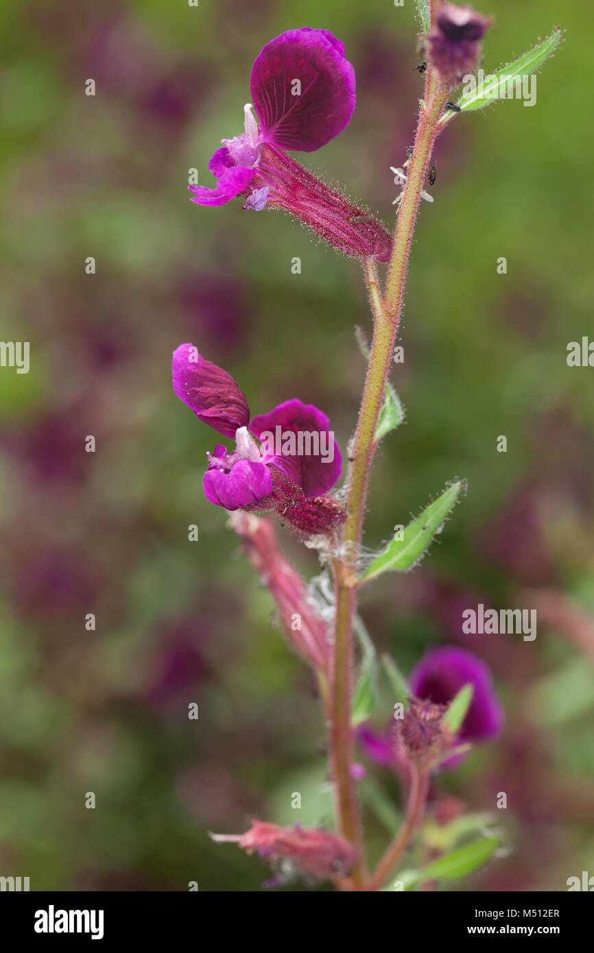 Blau, Waxweed Indianbloss (Cuphea viscosissima) Stockfoto