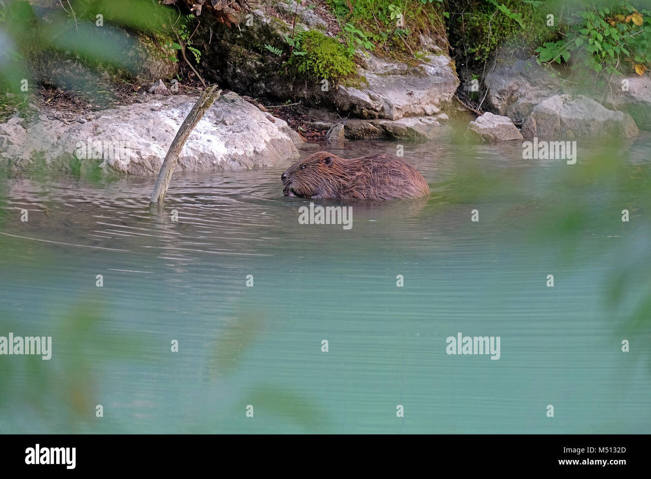 Biber in freier Wildbahn Stockfoto