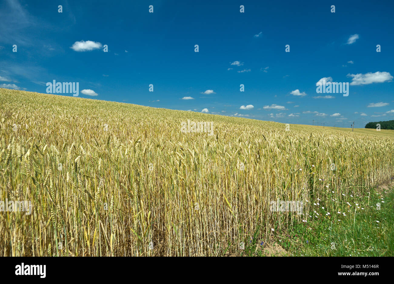 Feld mit Weichweizen. Belarus landscap Stockfoto