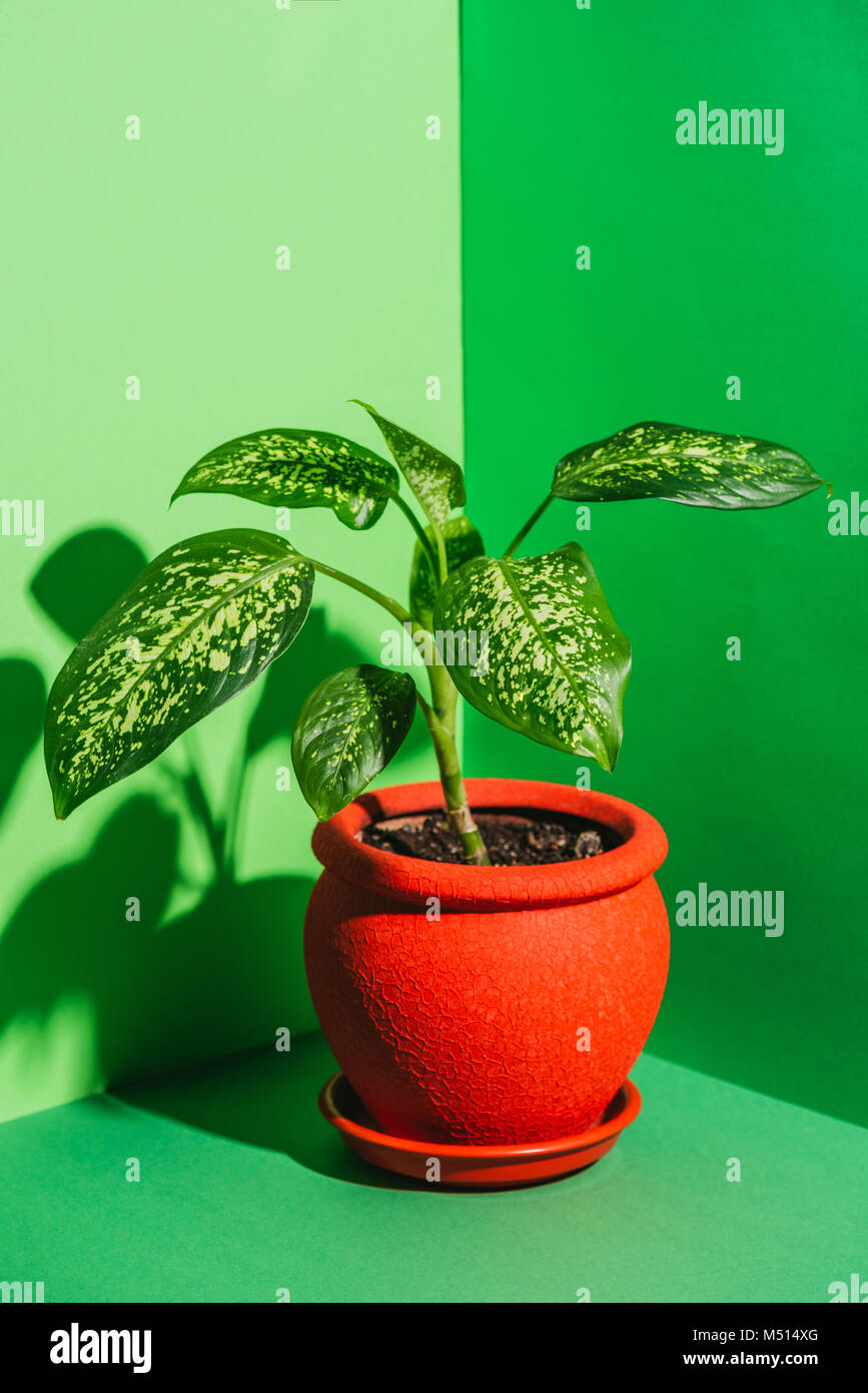 Eine grüne Zimmerpflanze in Rot Pot auf Grün Stockfoto