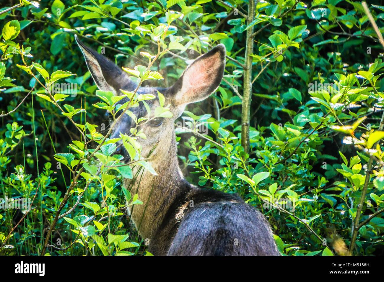 Junge doe spähen durch dichten Wald Blätter Stockfoto
