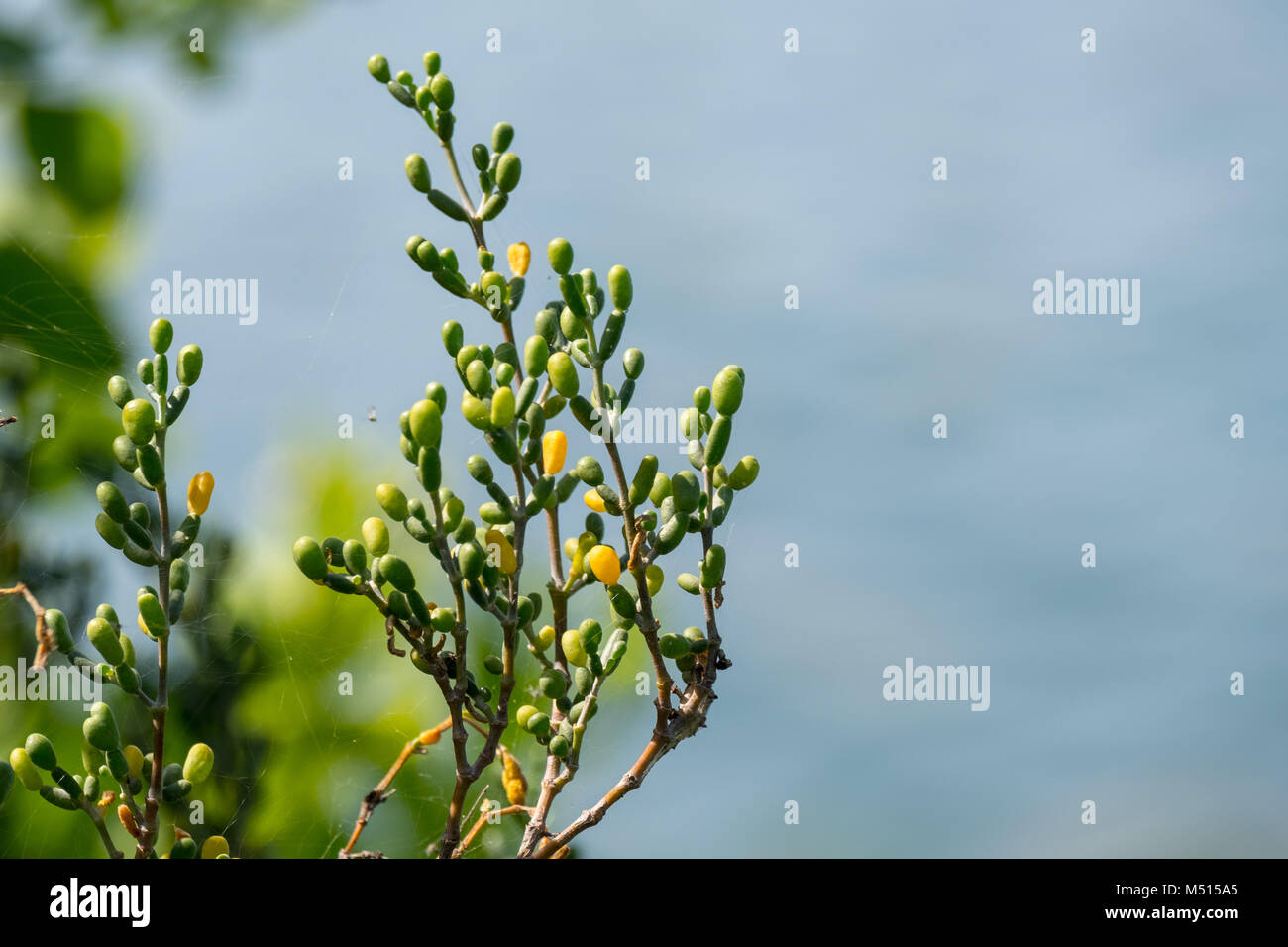 Nahaufnahme eines wilden Pflanze mit blauen Himmel im Hintergrund bei Saadiyat Island Abu Dhabi Stockfoto