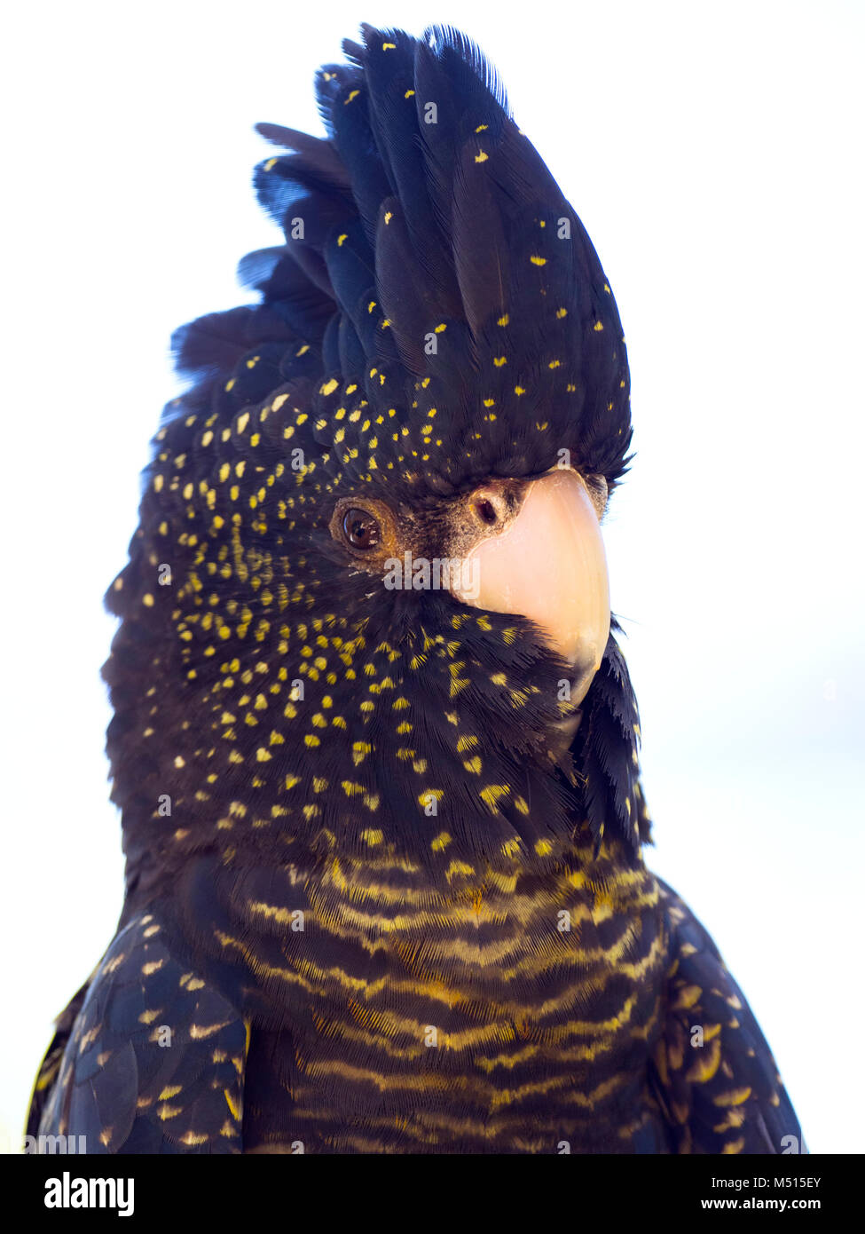Red-tailed Black cockatoo Calyptorhynchus banksii auch als Banksian bekannt oder Banken 'black Cockatoo Stockfoto