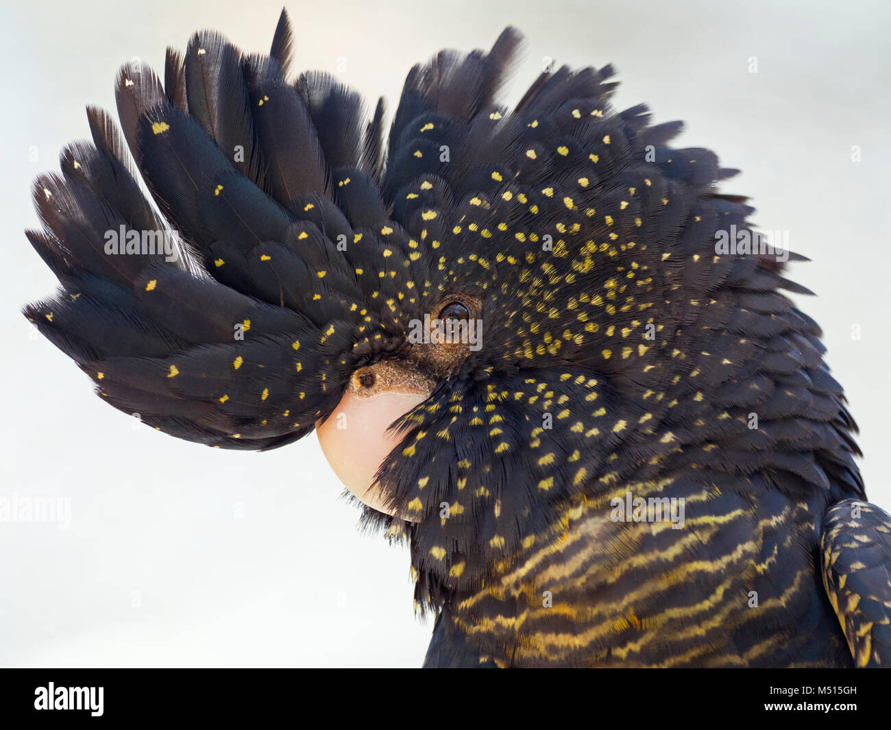Red-tailed Black cockatoo Calyptorhynchus banksii auch als Banksian bekannt oder Banken 'black Cockatoo Stockfoto