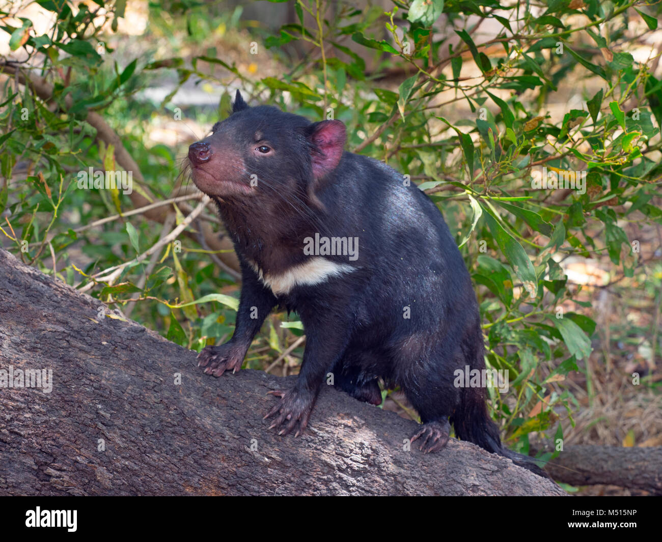 Tasmanische Teufel Sarcophilus harrisii auf der Insel Tasmanien Stockfoto