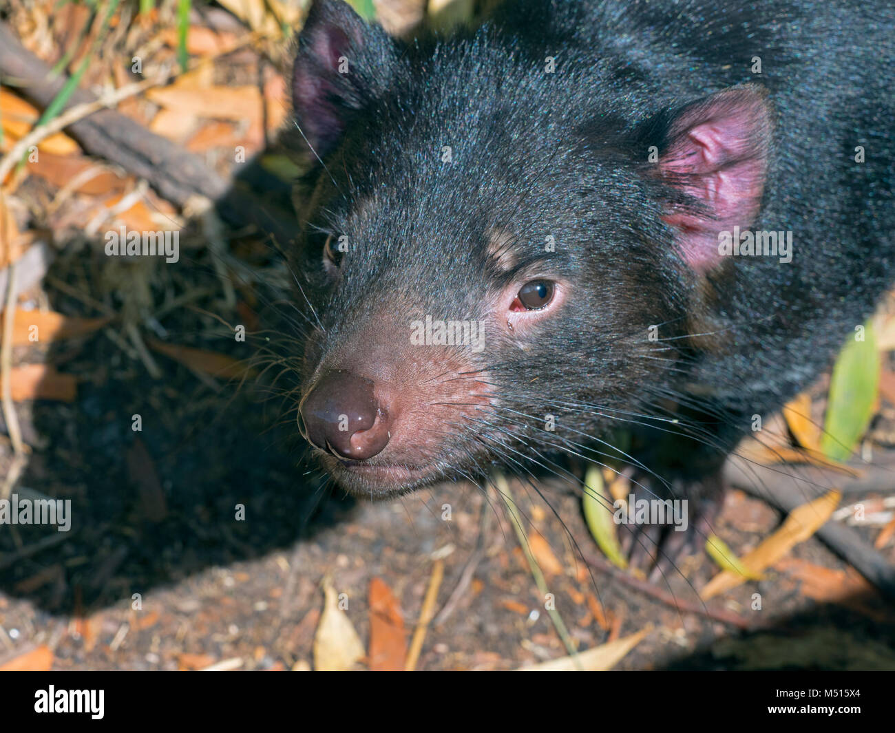 Tasmanische Teufel Sarcophilus harrisii auf der Insel Tasmanien Stockfoto