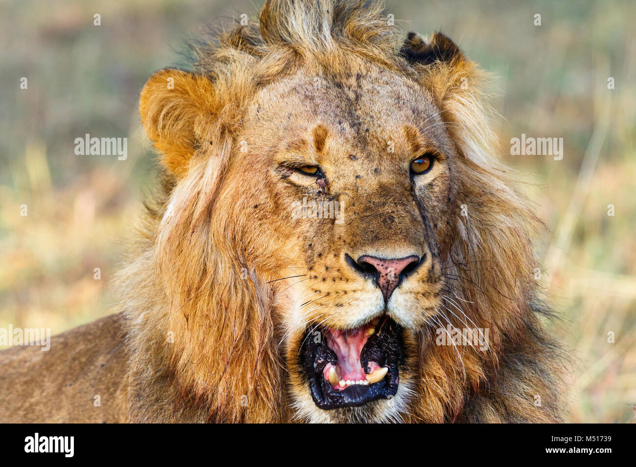 Porträt einer männlichen Löwe, der brüllt Stockfoto