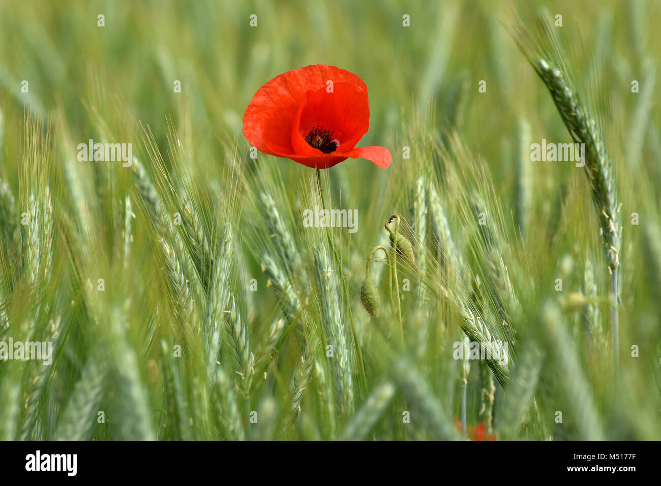 Corn Poppy; Mais stieg; Feld poppy; rot Unkraut; Roter Mohn; Stockfoto