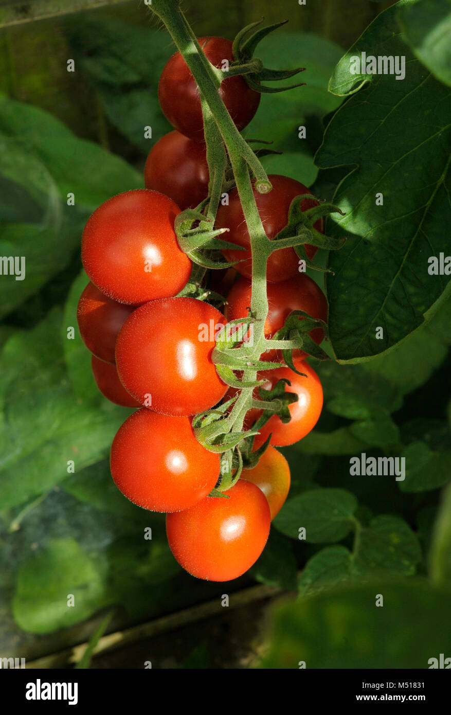 Truss reifer Alicante Tomaten an der Pflanze Rebe in einem Garten Gewächshaus. Stockfoto