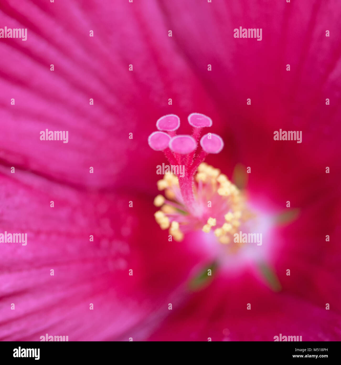 Makro Der blütenstempel einer rosa Hibiskus Blume Stockfoto