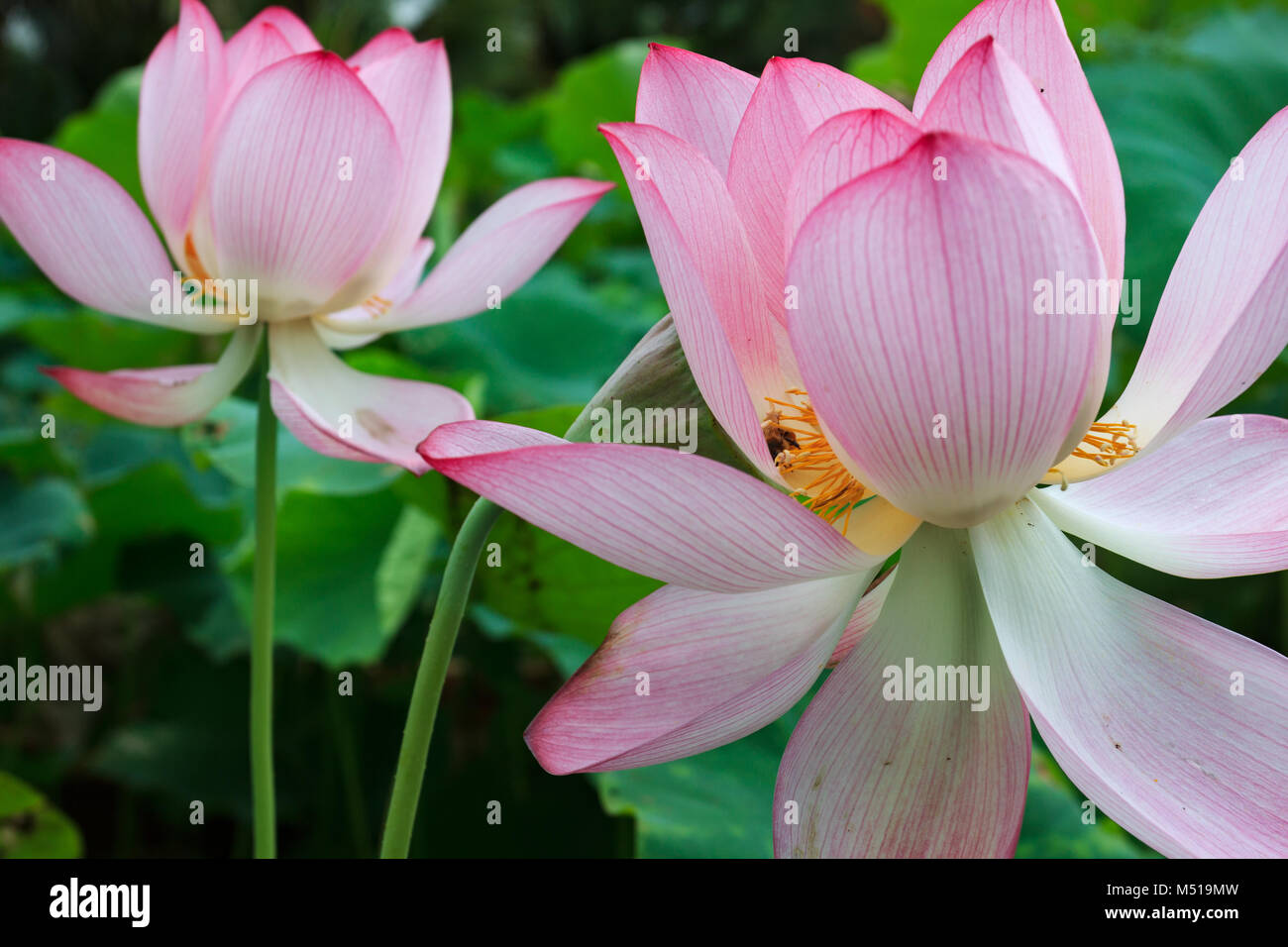 Pink Lotus in Teich in Xiamen Garden Expo Stockfoto