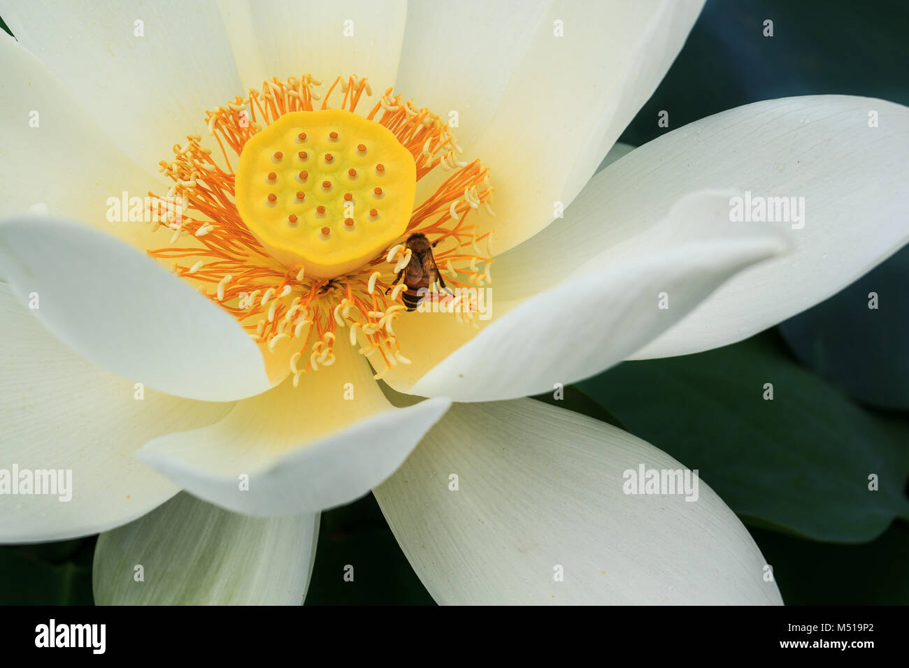 White Lotus mit Biene um Gelbe Blume Stockfoto