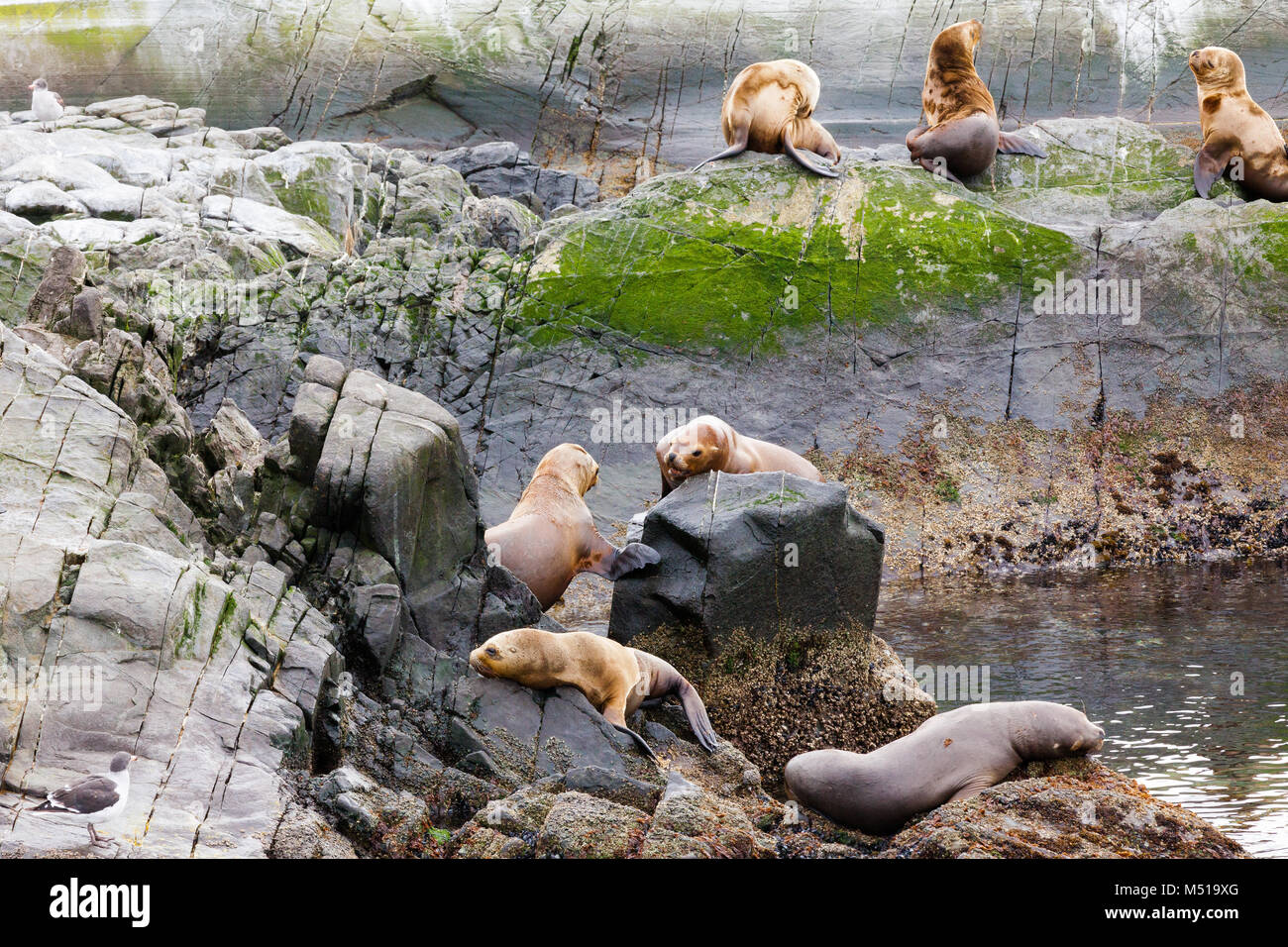 Dichtungen im Beagle-kanal Ushuaia Patagonien Argentinien Stockfoto