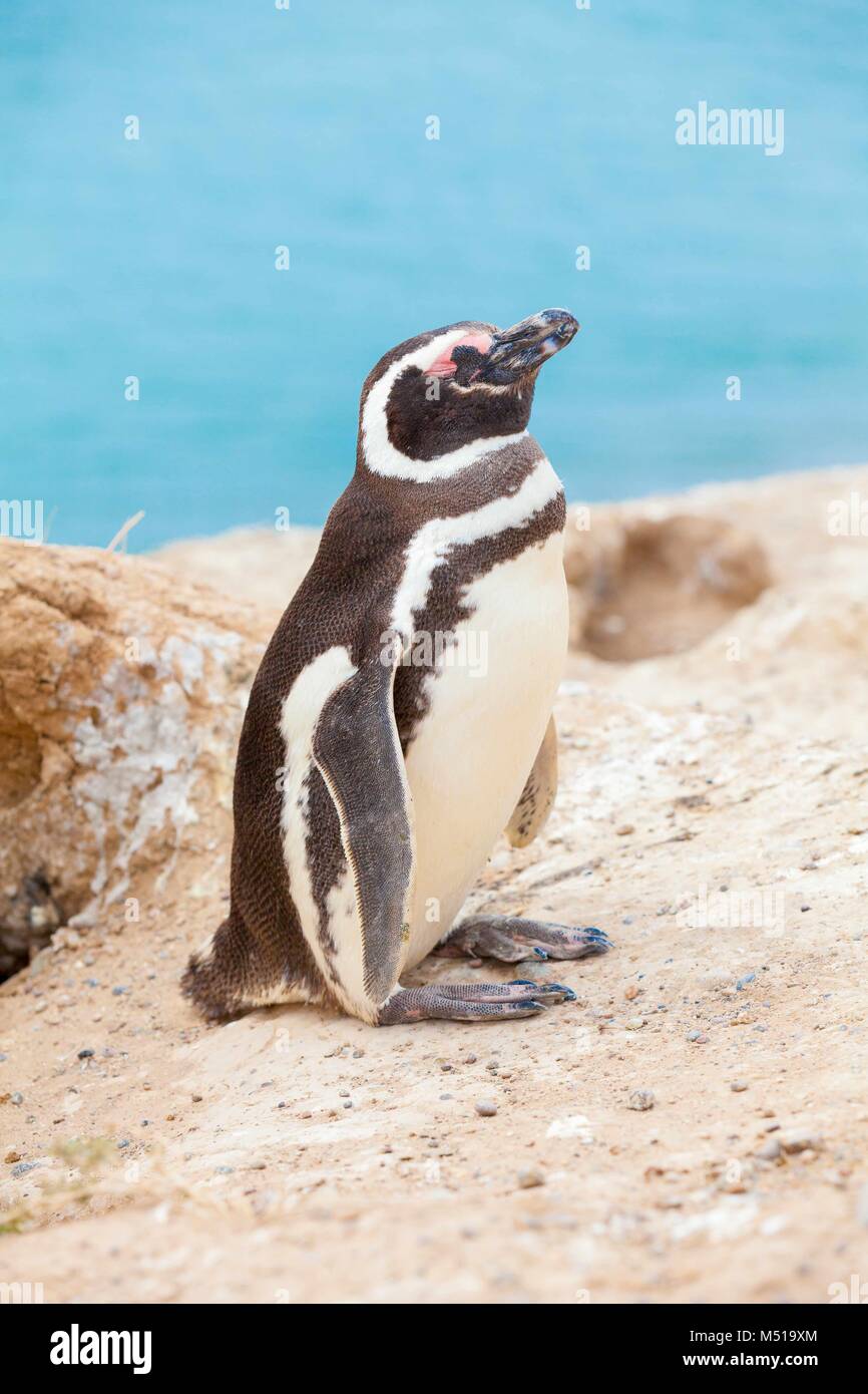 Magellanic penguin Halbinsel Valdez Argentinien Zentrale Stockfoto
