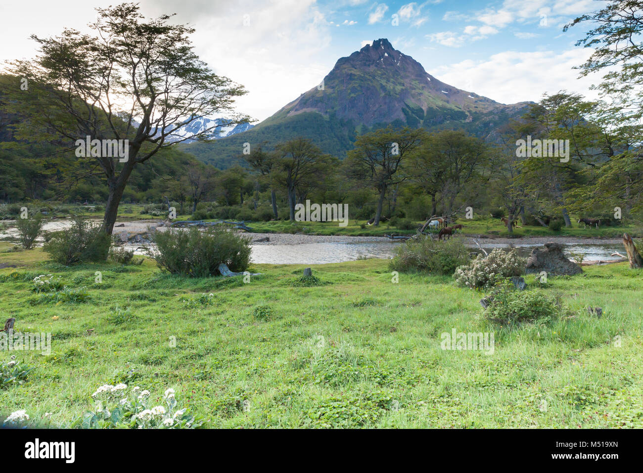 Patagonien Argentinien Landschaft mit Pferden Stockfoto