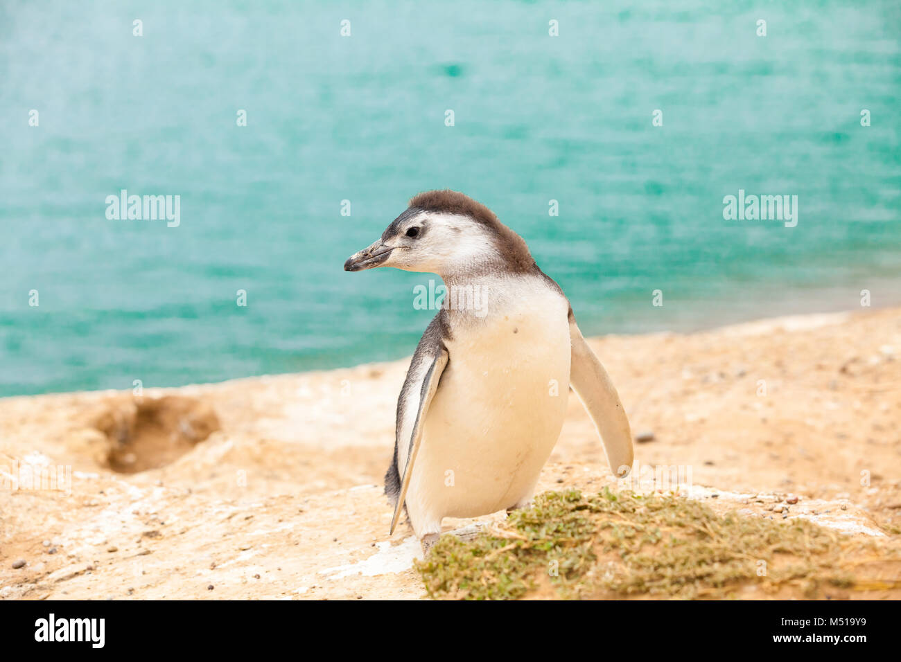 Magellanic penguin Halbinsel Valdez Argentinien Stockfoto