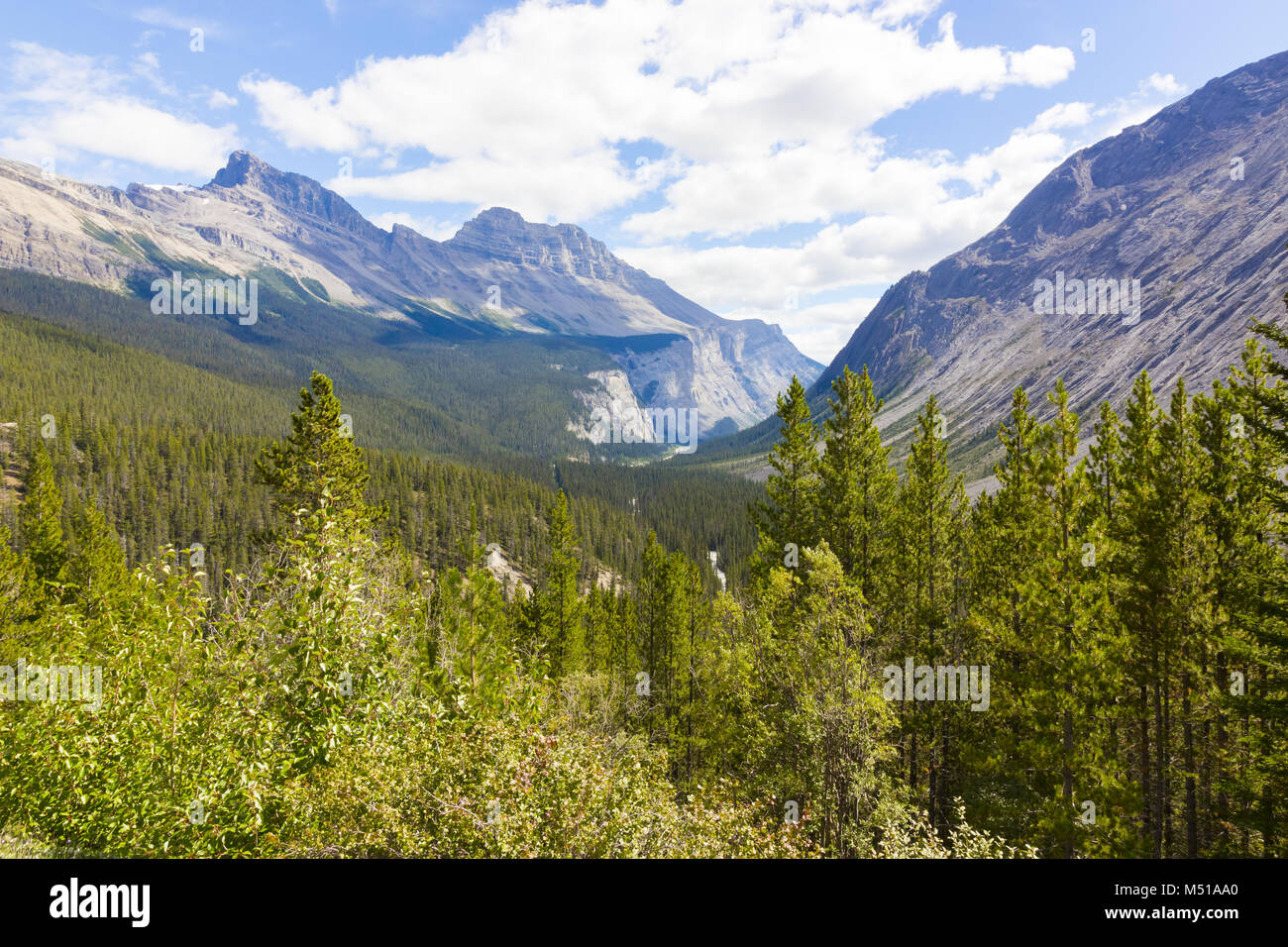 Athabasca River View West Kanada Stockfoto