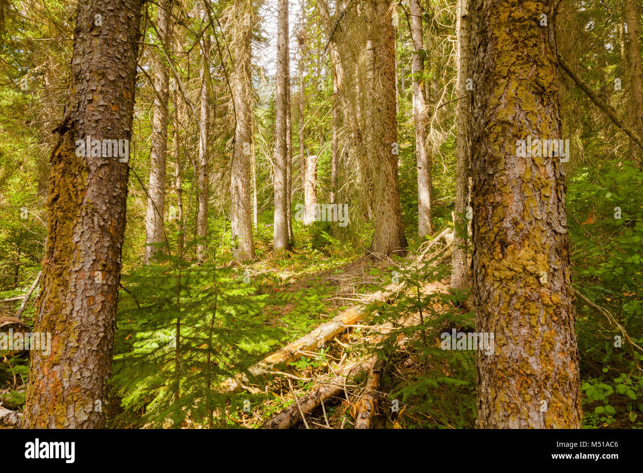 Der Yoho National Park, British Columbia, Kanada Stockfoto