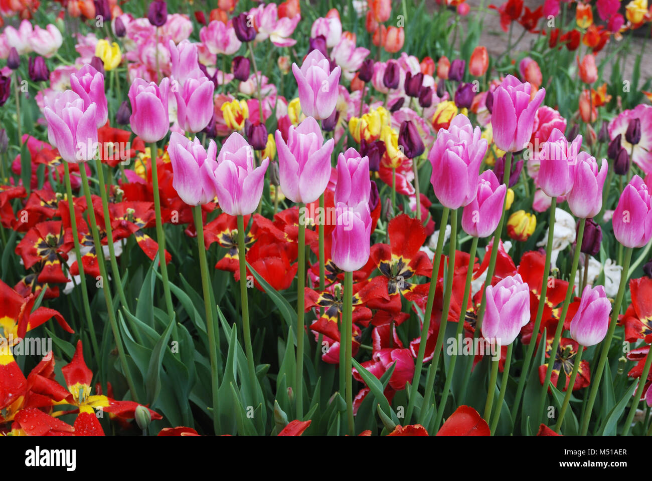 Bunte Tulpen im Garten Stockfoto