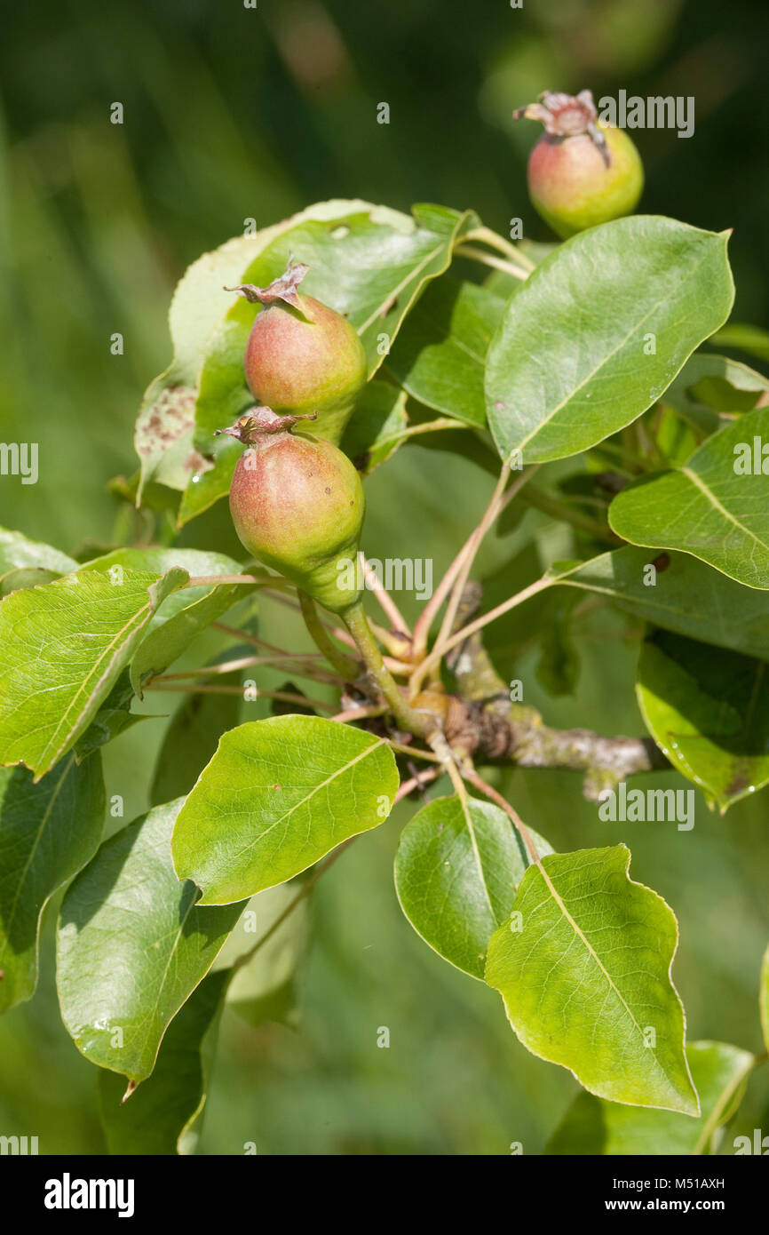 Wilder Birnbaum Stockfotos & Wilder Birnbaum Bilder Alamy