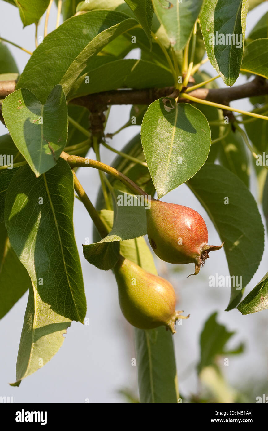 Wilder birnbaum Fotos und Bildmaterial in hoher Auflösung Alamy