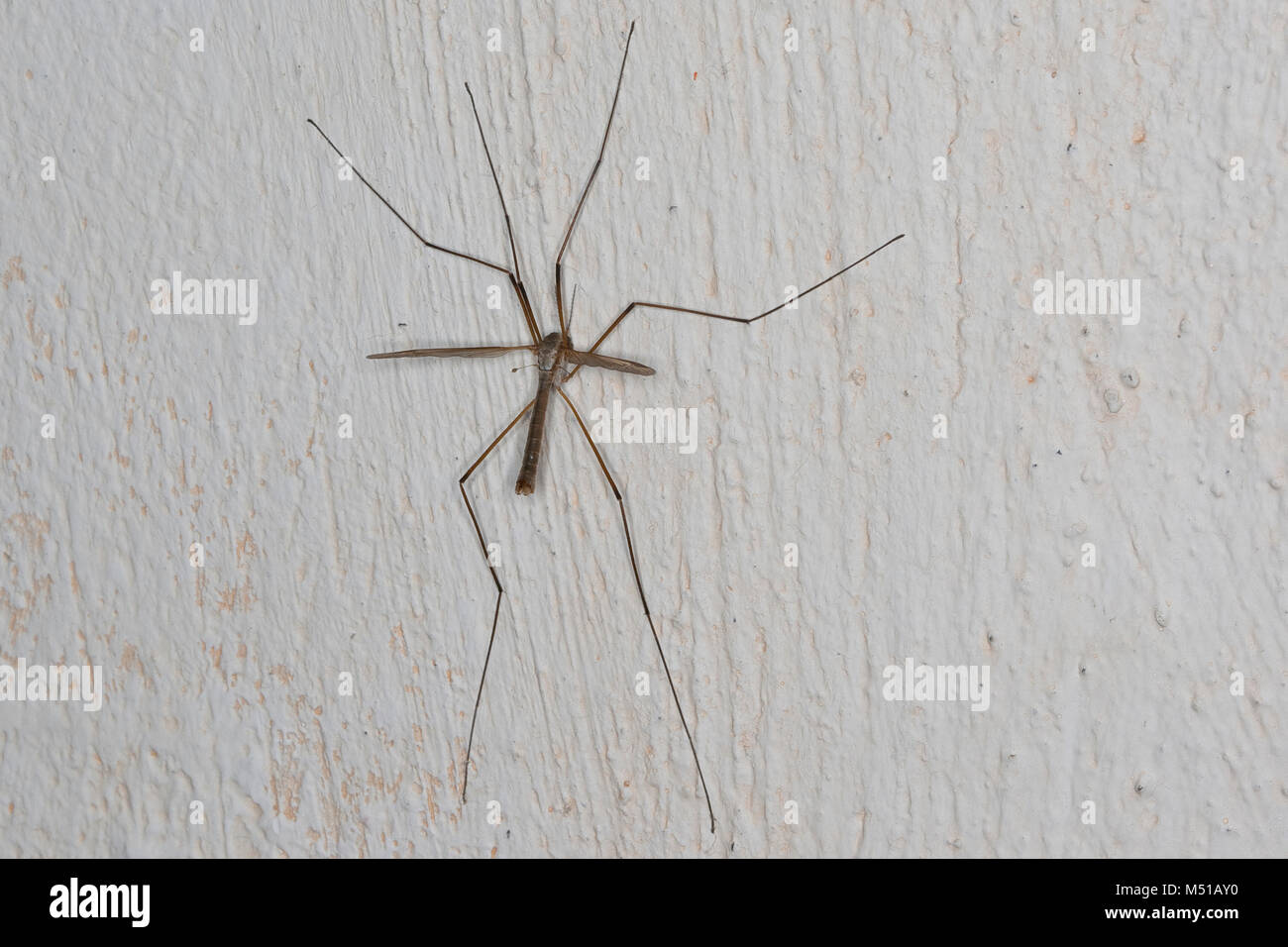Cranefly Tipula Stockfotos Cranefly Tipula Bilder Alamy