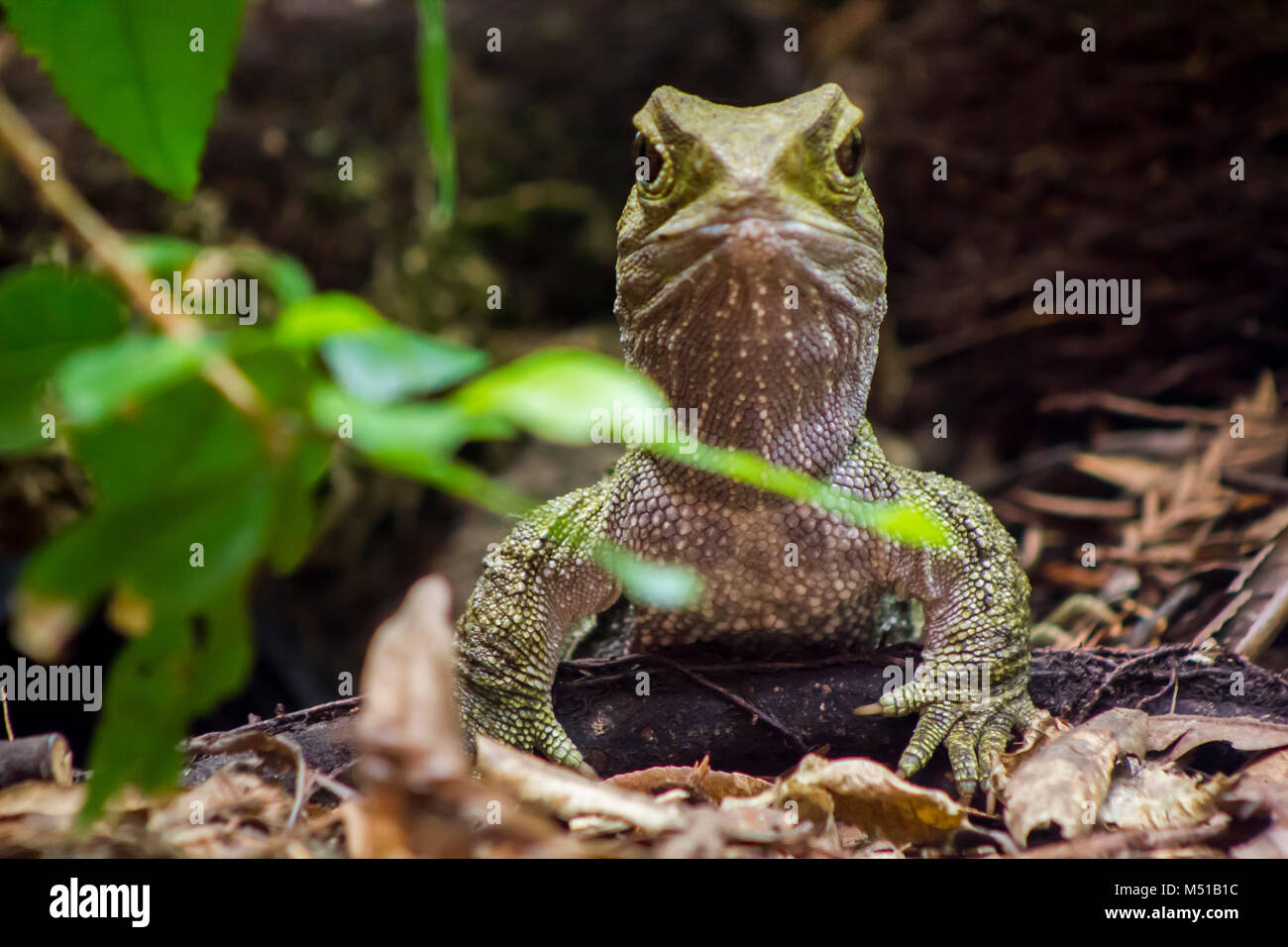 Tuatara reptile Porträts Stockfoto