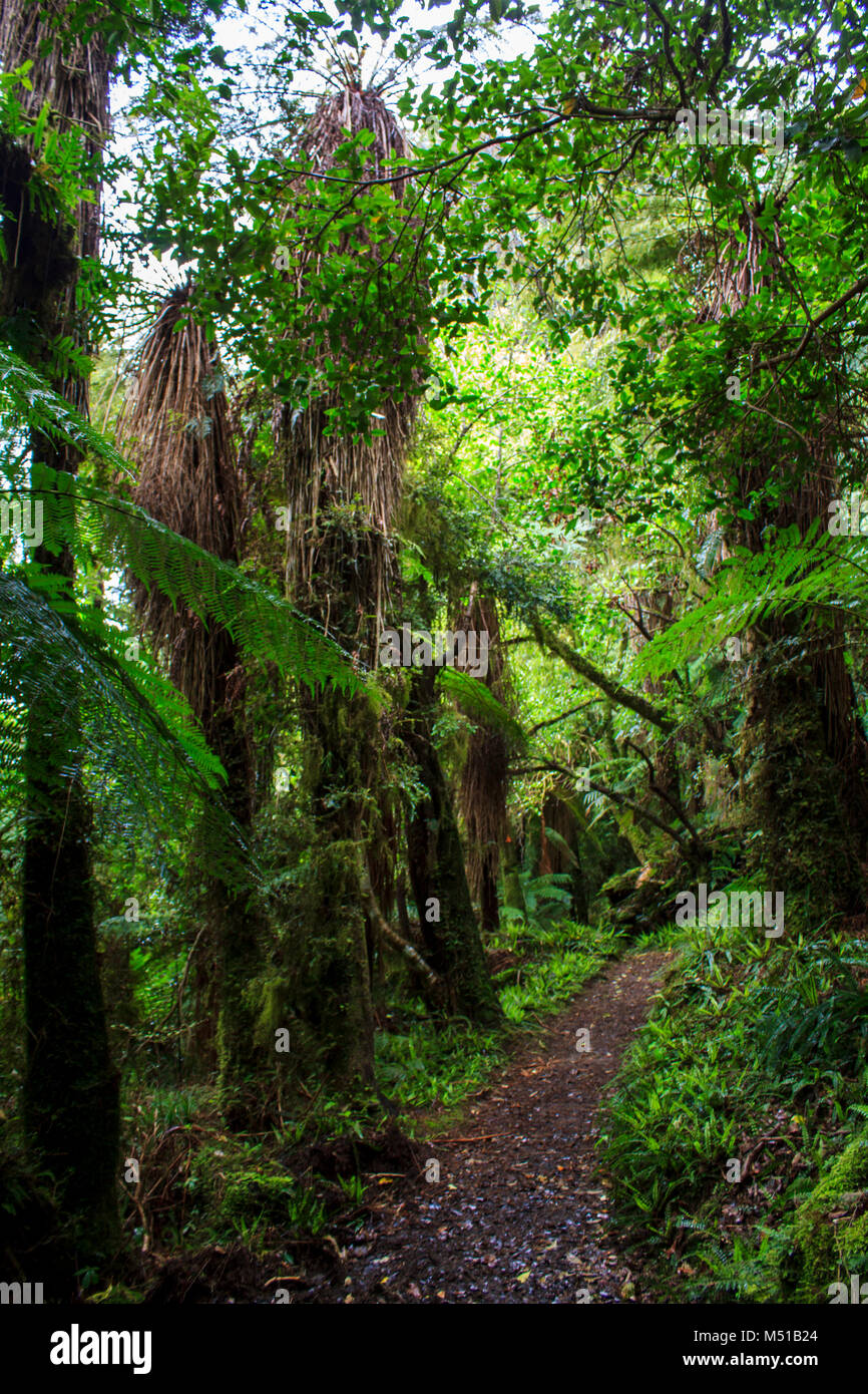 Üppige Neuseeland Wald Trail Stockfoto