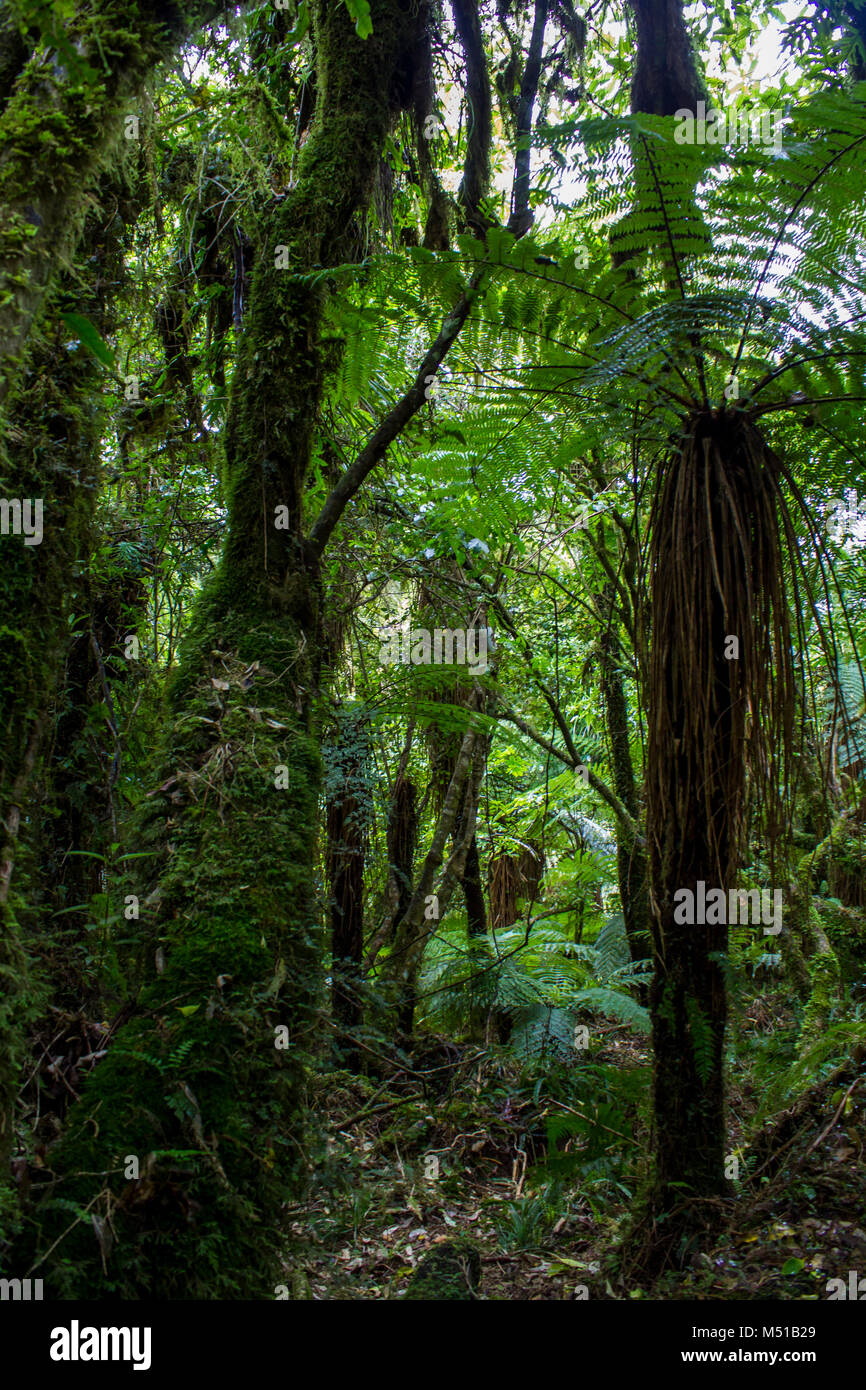 Üppiger Wald in Neuseeland Stockfoto