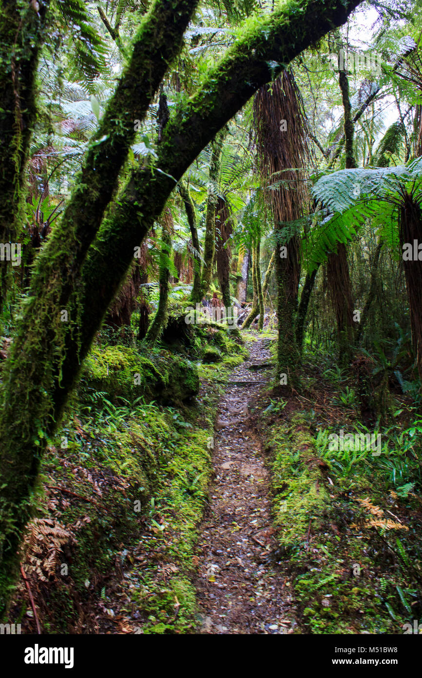 Wanderweg im verzauberten Wald Stockfoto
