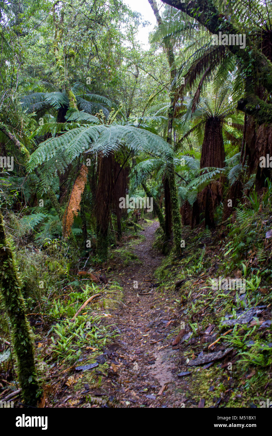 Magischen Pfad in lebhaften Regenwald Stockfoto