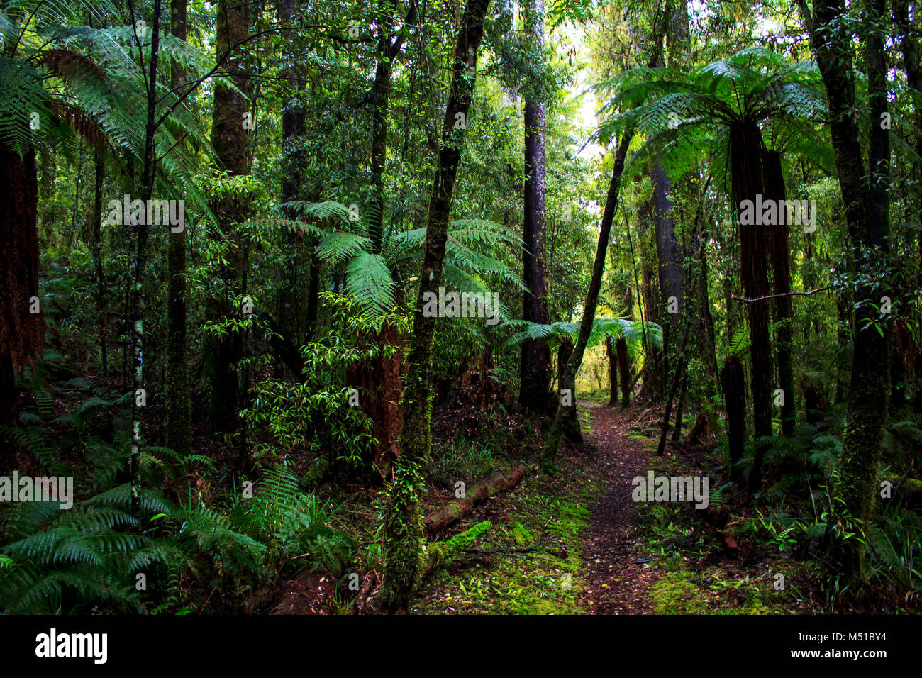 Verzauberten Regenwald in Neuseeland Stockfoto