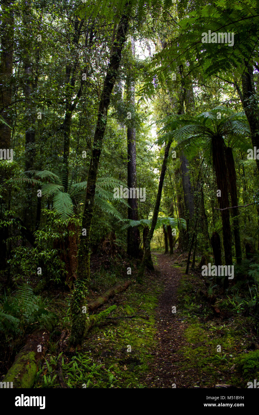 Neuseeland atemberaubenden Regenwald Stockfoto