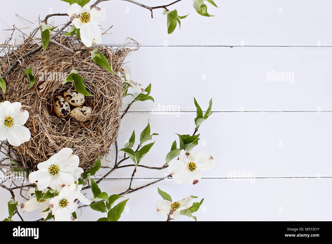 Bird's Nest mit gesprenkelten Eiern über einem weißen rustikalem Holz Tisch inmitten blühende Hartriegel Zweigen und Blumen. Bild geschossen von oben mit kopieren. Stockfoto