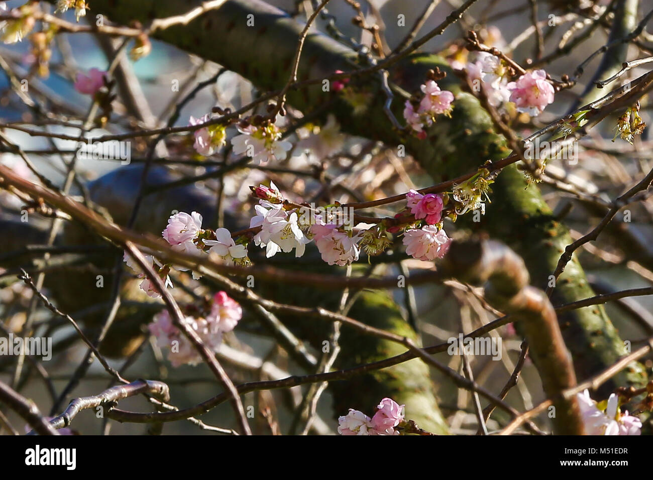 Die Kirschblüte beginnt auf Bäume im Alexandra Palace zu blühen, nördlich von London. Ungewöhnlich warmen Wetter für die Zeit des Jahres, wodurch Blüte Anfang Januar auf Bäumen zu zeigen. Mit: Atmosphäre, Wo: London, Vereinigtes Königreich, wenn: 19 Jan 2018 Credit: WENN.com Stockfoto