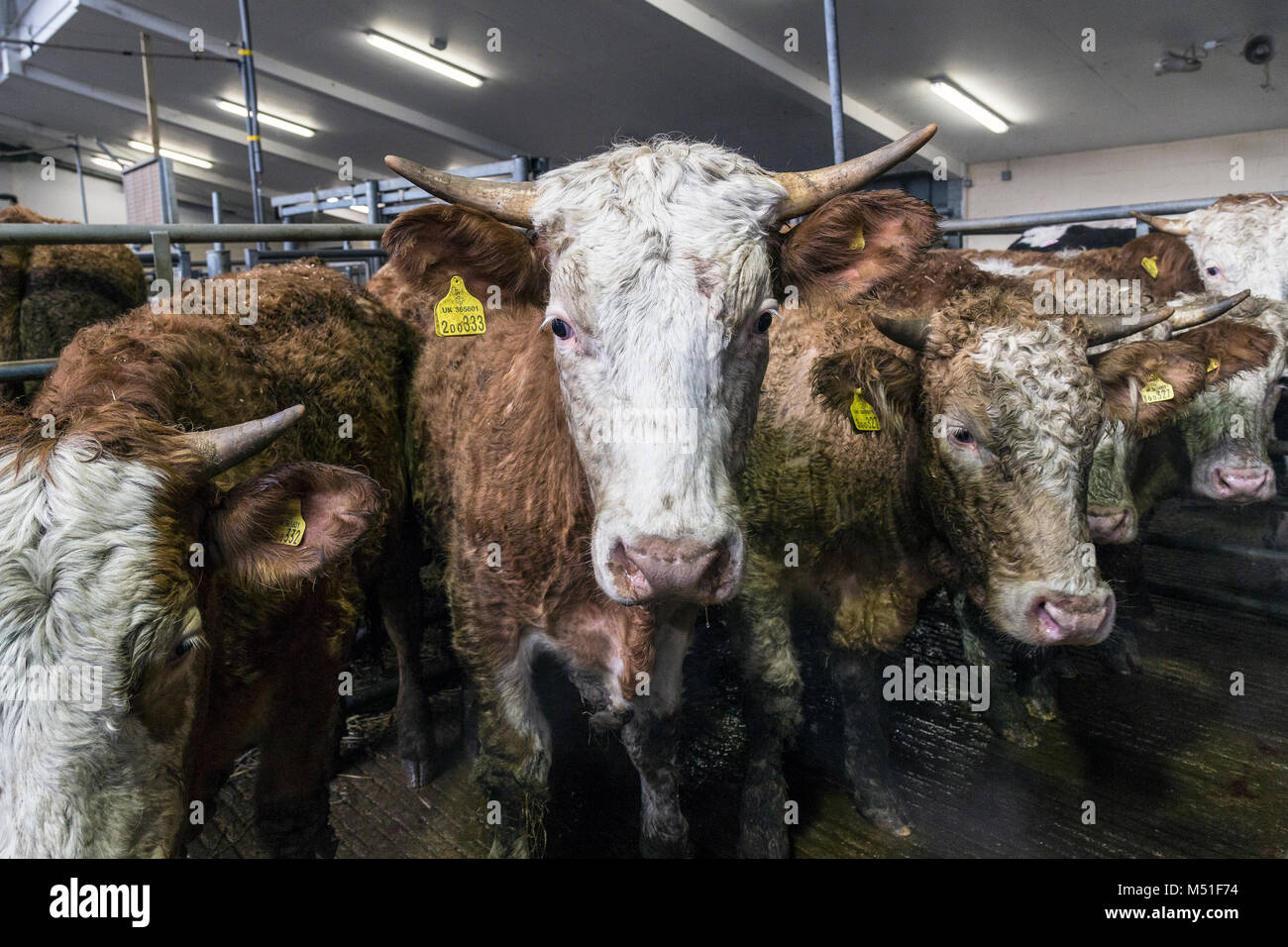 In großen Bauernhof Vieh, Viehmarkt. Heu oder Stroh oder für die Unterbringung von Vieh. großen Wiederkäuern mit Hörnern und Klauen, häuslich, Stockfoto