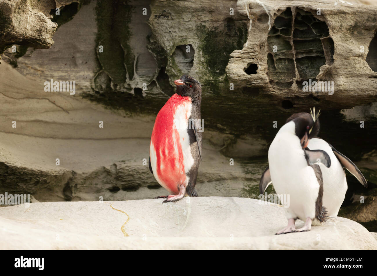 Verletzt der Südlichen Rockhopper penguin auf einem Felsen stehend, Falkland Inseln. Stockfoto