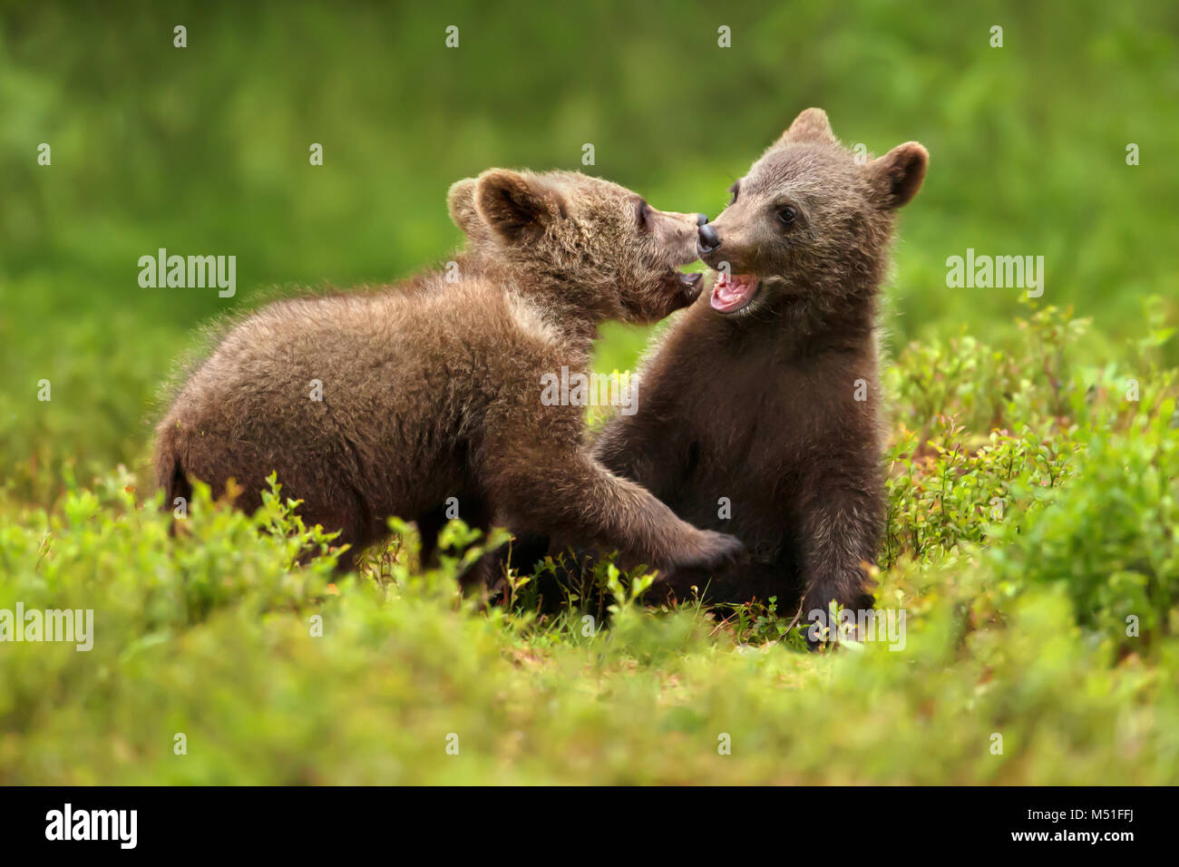 Zwei Brown bear Cubs spielen Kämpfen im Wald im Sommer, Finnland. Stockfoto