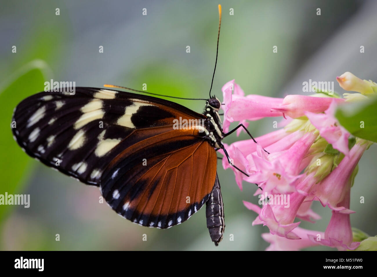 Schmetterling Stockfoto