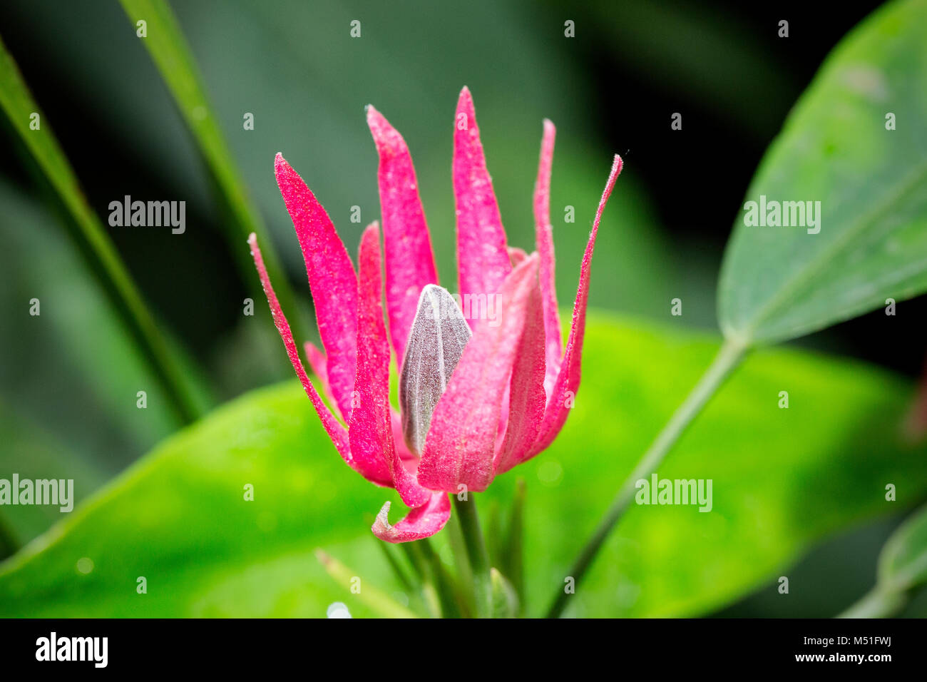 Fuchsia Blume Stockfoto