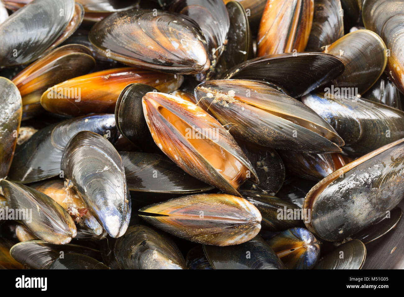 Live, Seil - gewachsene Muscheln Mytilus edulis, aus einem Supermarkt. Die Tanks sollten schließen, wenn Sie auf der Taste eingezählt haben. England UK GB Stockfoto