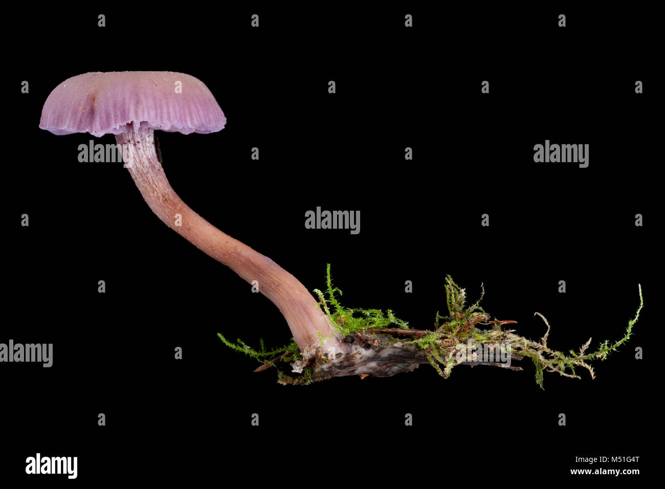Studio Bild von Amethyst Betrüger Pilz, Laccaria amethystina. Dorset England UK GB auf schwarzem Hintergrund Stockfoto