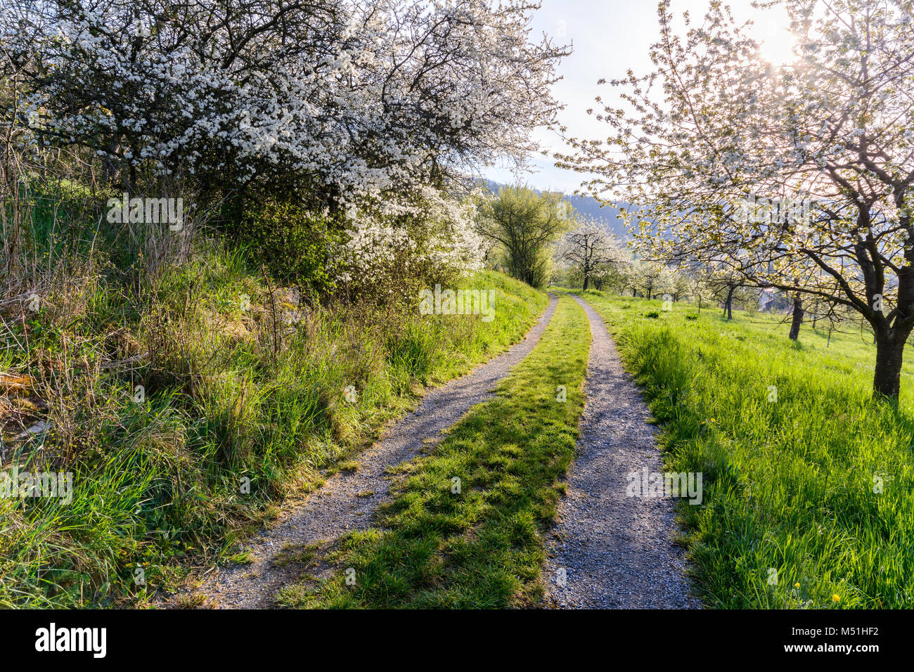 Unbefestigten weg im Orchard Stockfoto