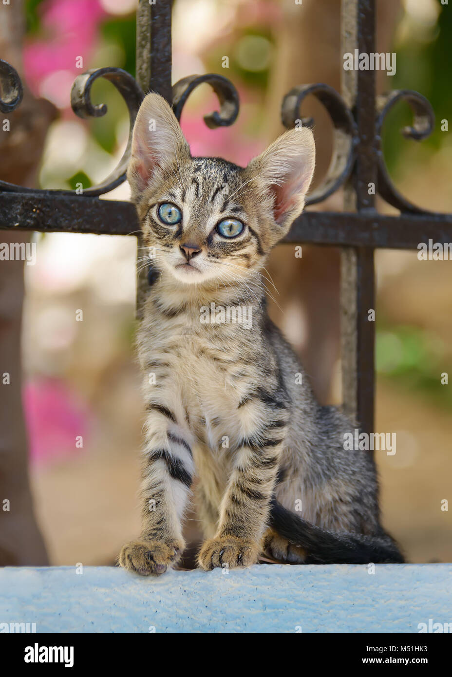 Nette junge gestromte Katze Kätzchen auf einem Garten Wand mit einem schmiedeeisernen Zaun und aufmerksam auf der Suche mit blauen Augen, Chios, Nördliche Ägäis, Griechenland sitzen Stockfoto