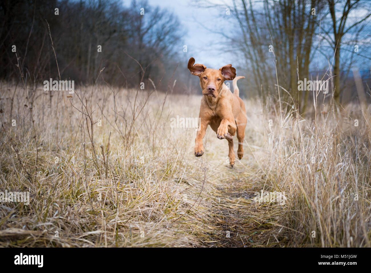 Verrückt, lustig Hunter Hund im Winter Stockfoto