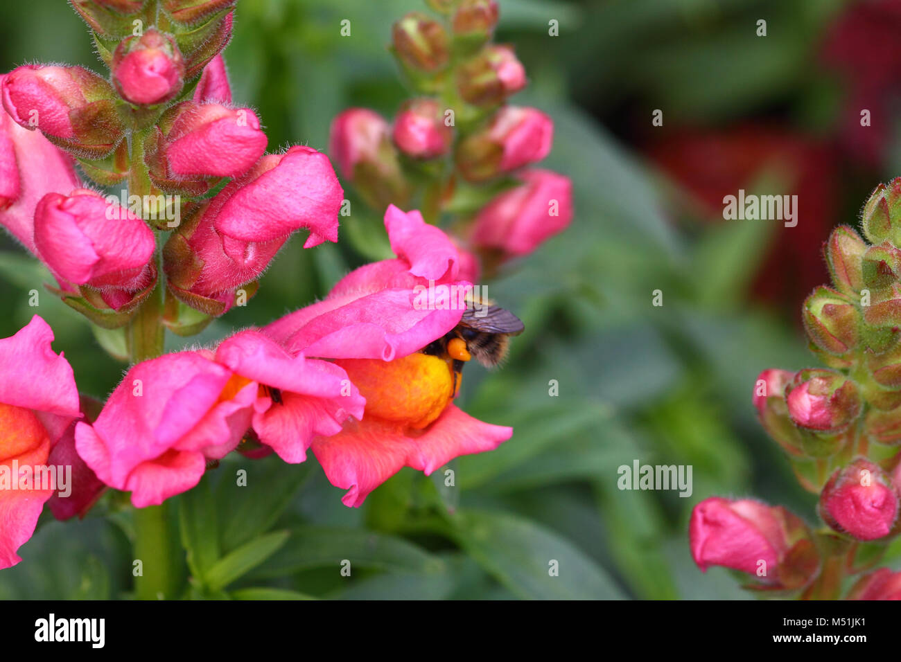 Biene bestäubt eine snapdragon Blume Stockfoto