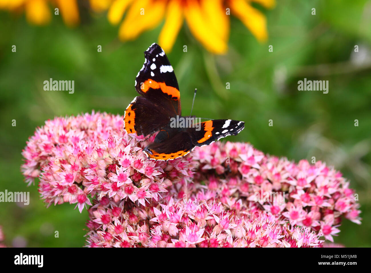 Red Admiral Schmetterling auf rosa Blüten Stockfoto