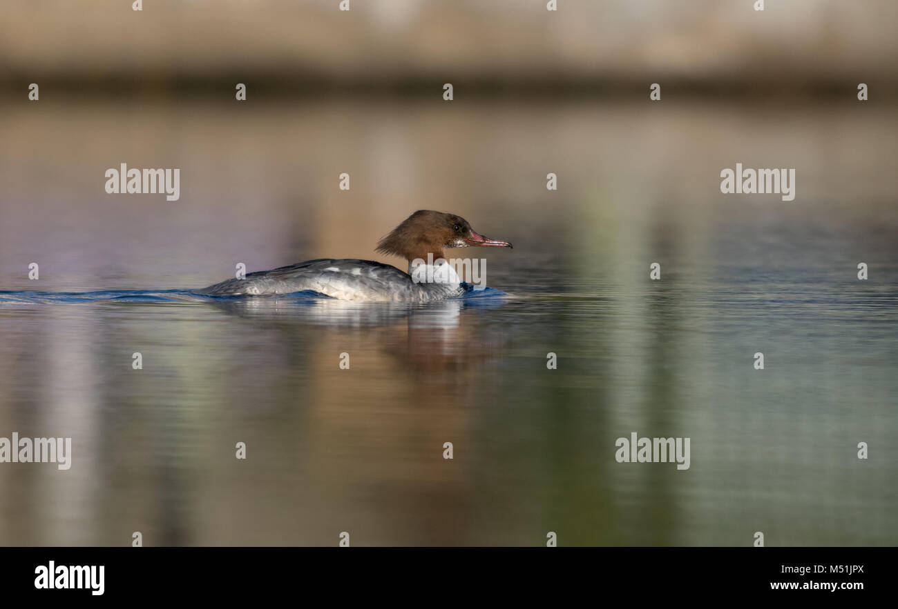 Weibliche Goosander-Mergus merganser. Winter.de Stockfoto