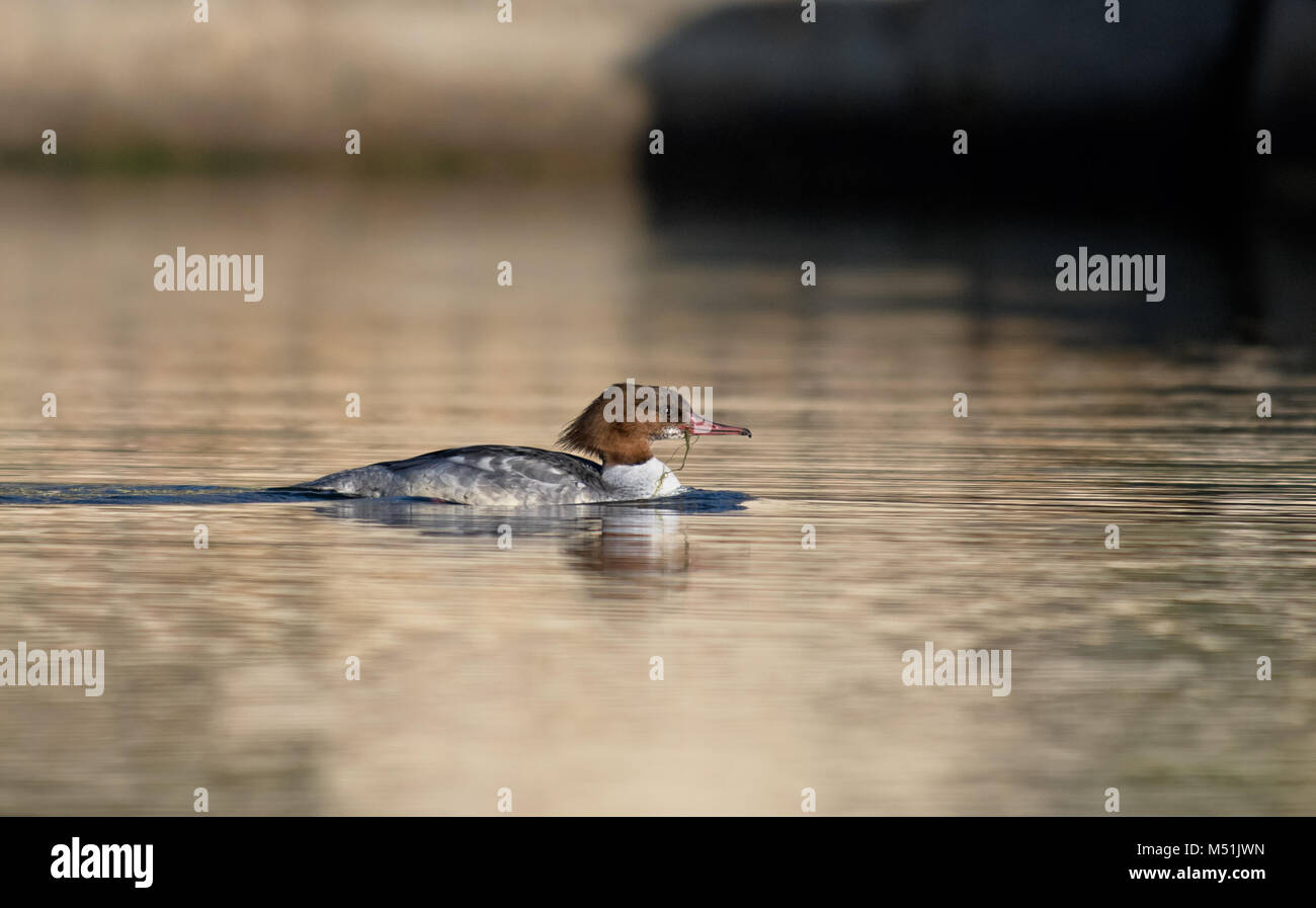 Weibliche Goosander-Mergus merganser. Winter.de Stockfoto